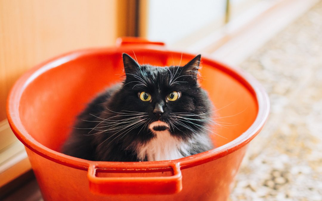 Litière pour chat Ella