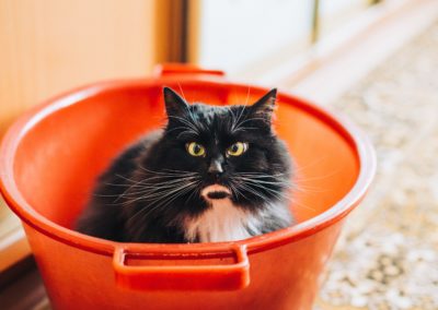 Litière pour chat Ella